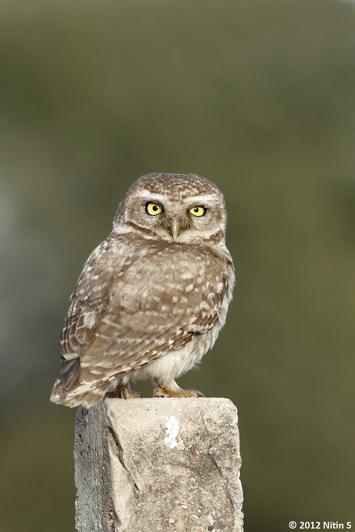 Spotted Owlet - ML293071911