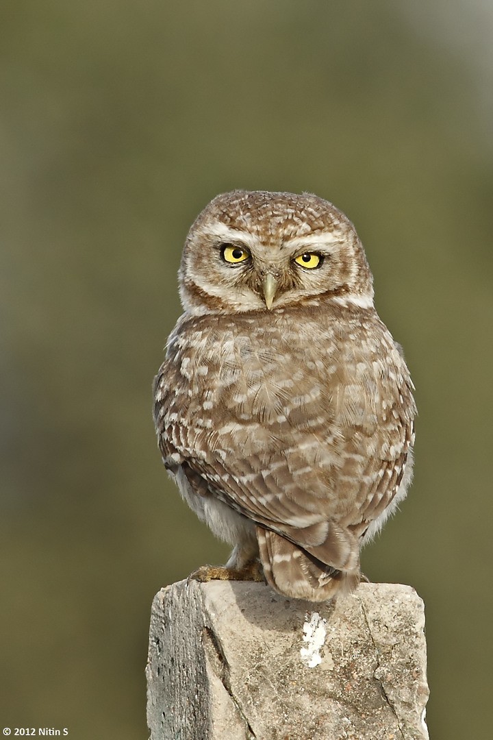 Spotted Owlet - ML293071921