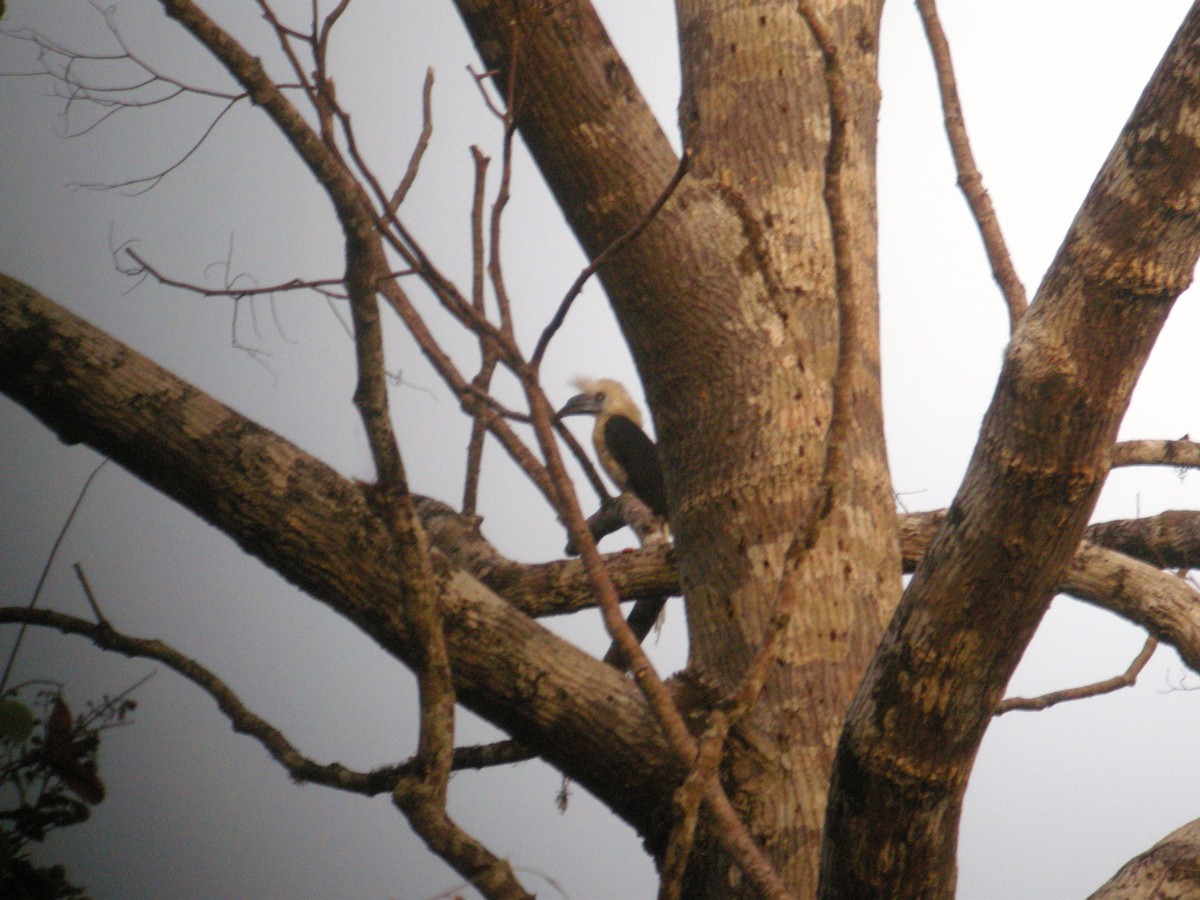 White-crowned Hornbill - Keith Langdon
