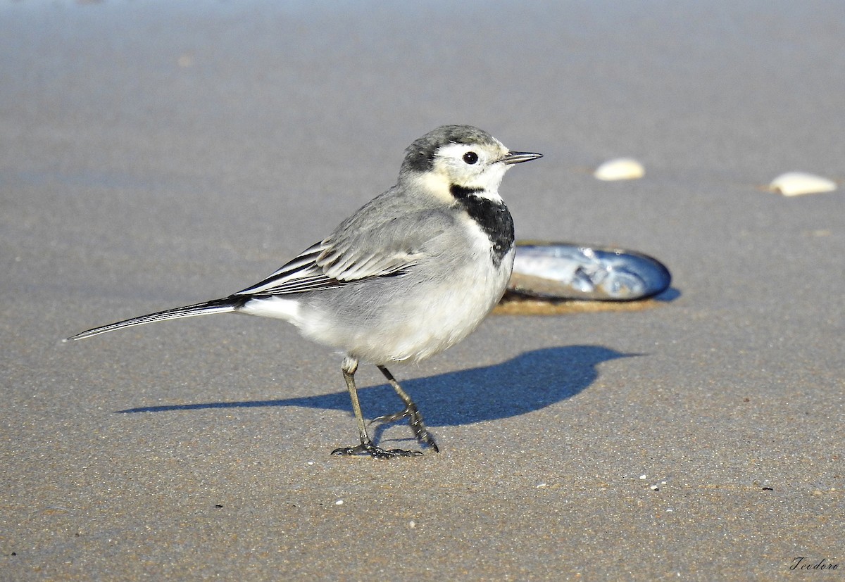 White Wagtail - Soares teodoro