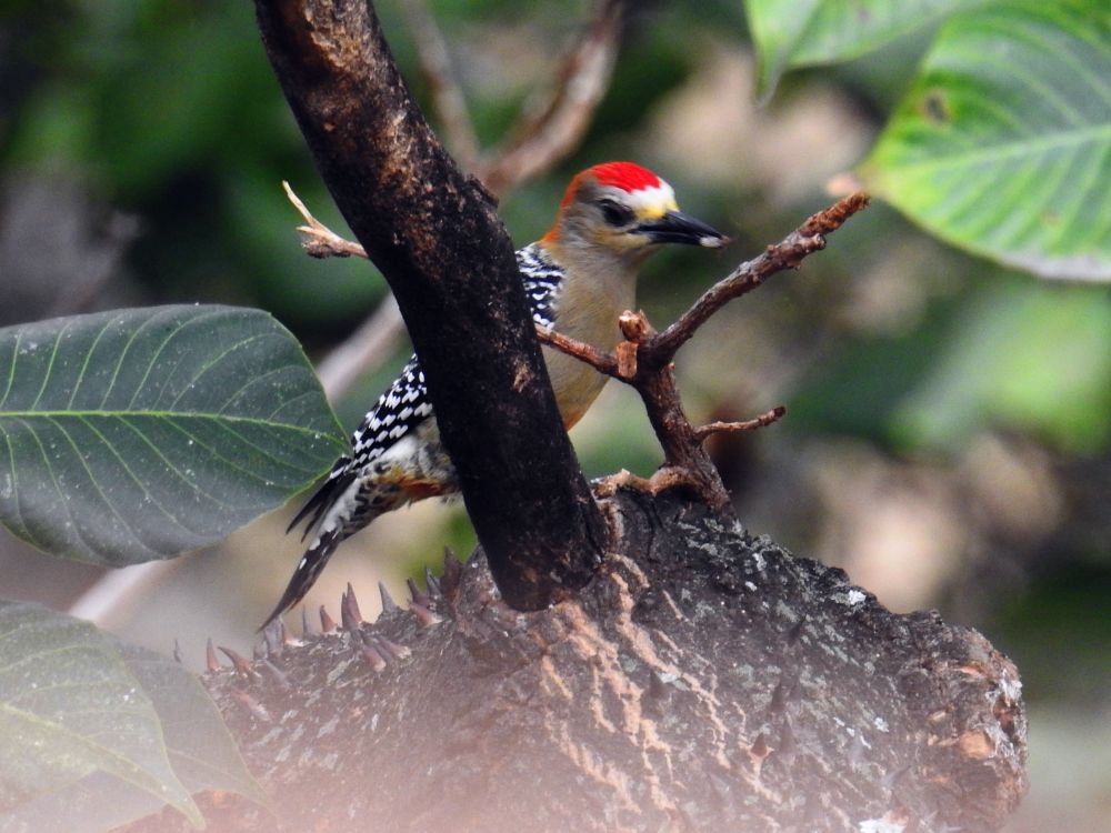 Red-crowned Woodpecker - ML293080211