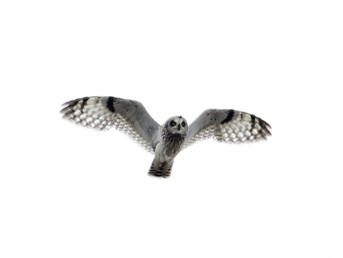Short-eared Owl - ML293082561