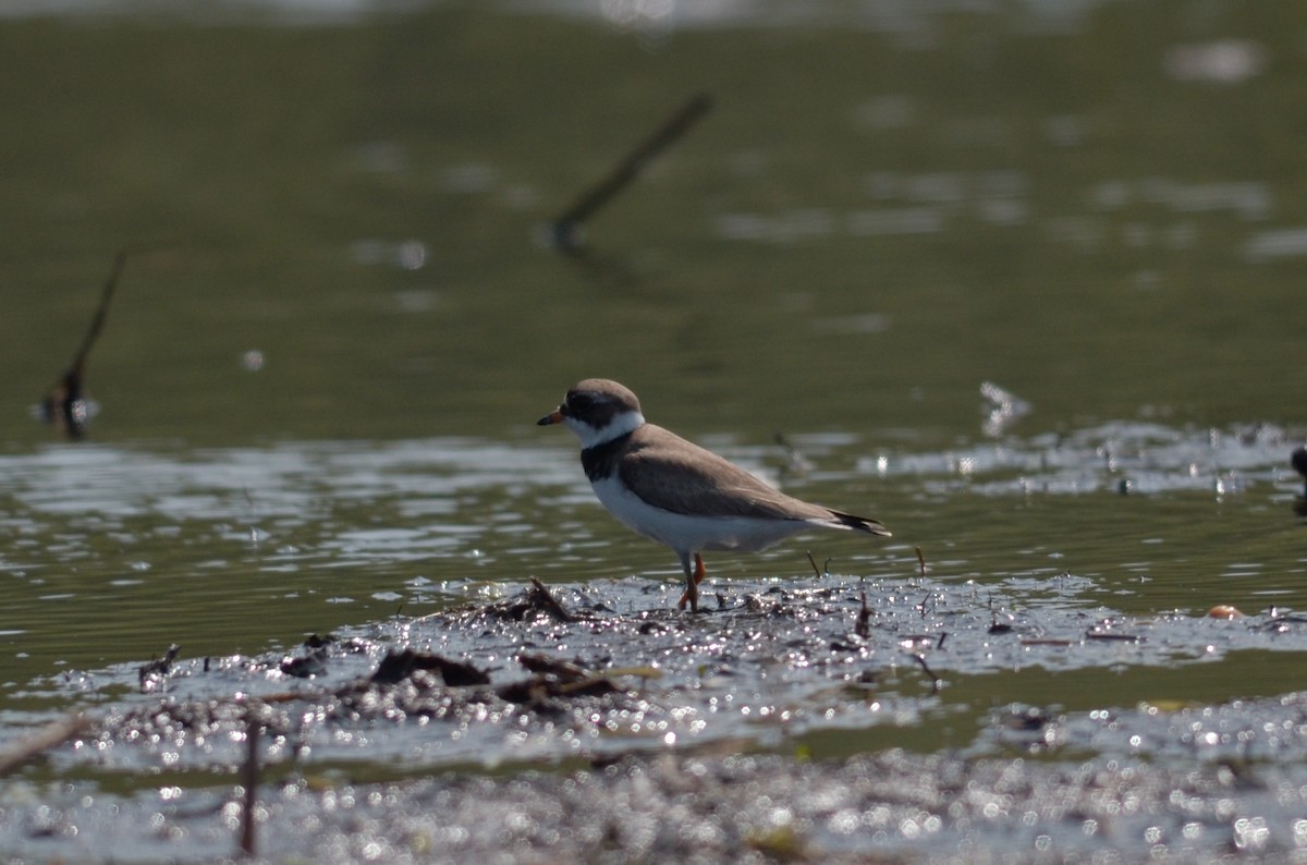 Semipalmated Plover - ML29308421
