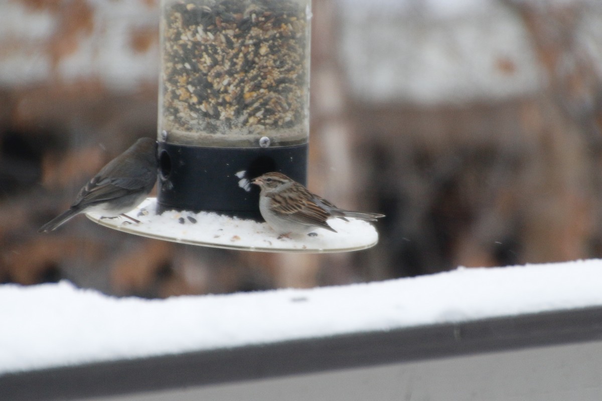 Chipping Sparrow - ML293085721