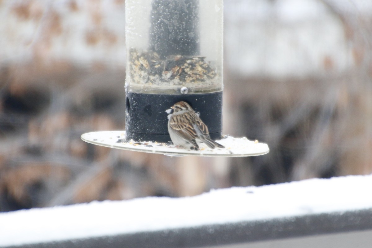 Chipping Sparrow - ML293086381