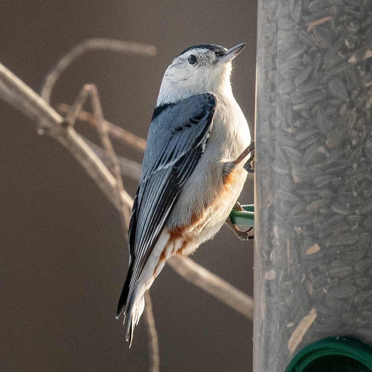 White-breasted Nuthatch - ML293089681