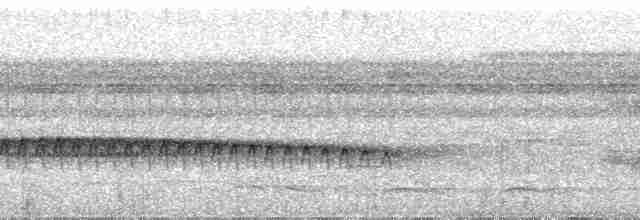 Dreibinden-Ameisenvogel - ML29309