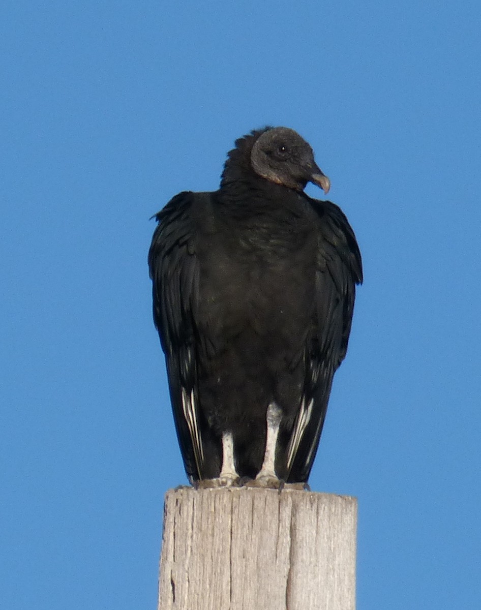 Black Vulture - Terry Rosenmeier