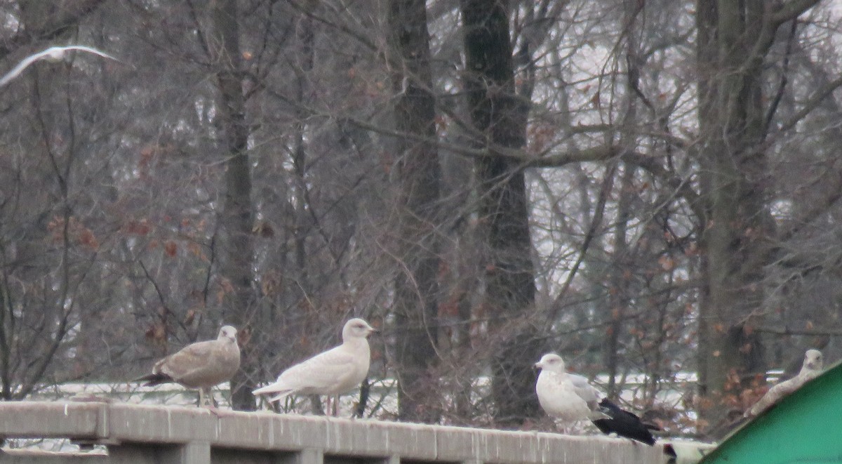 Iceland Gull - ML293094061