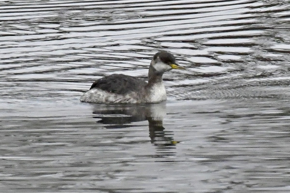 Red-necked Grebe - ML293095551