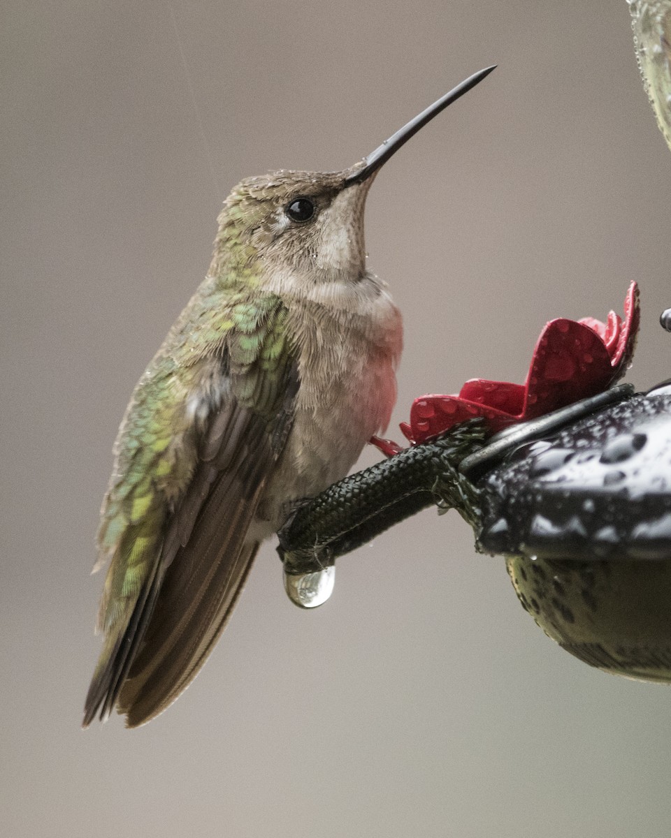 Ruby-throated Hummingbird - Daniel Kelch