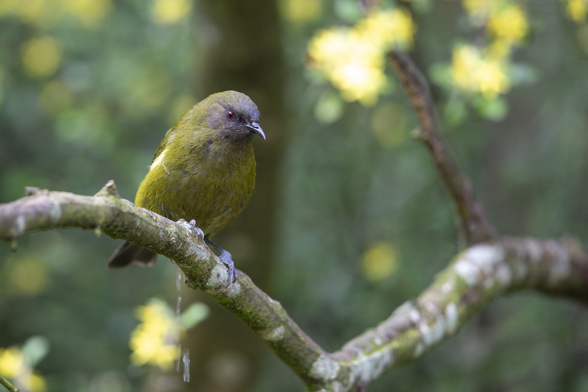 New Zealand Bellbird - Michael Stubblefield