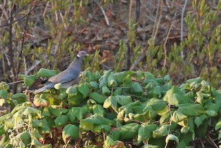 Band-tailed Pigeon, ML293101721