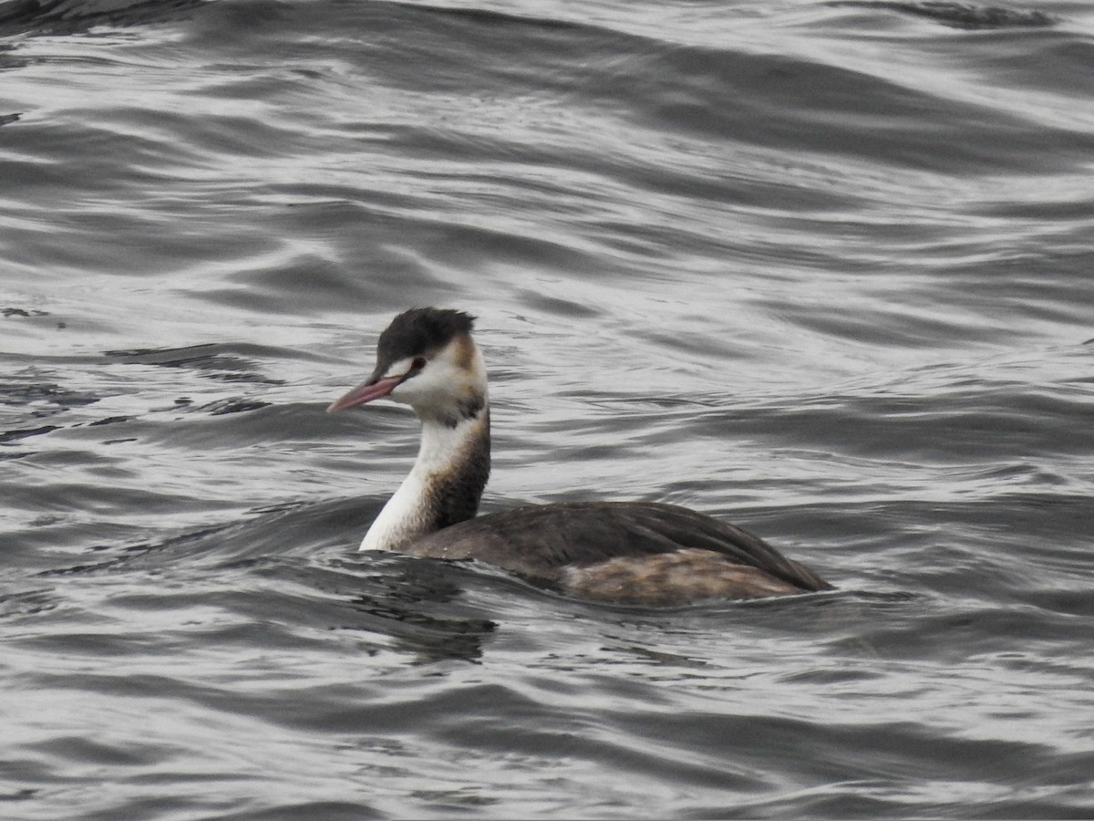 Great Crested Grebe - ML293104651