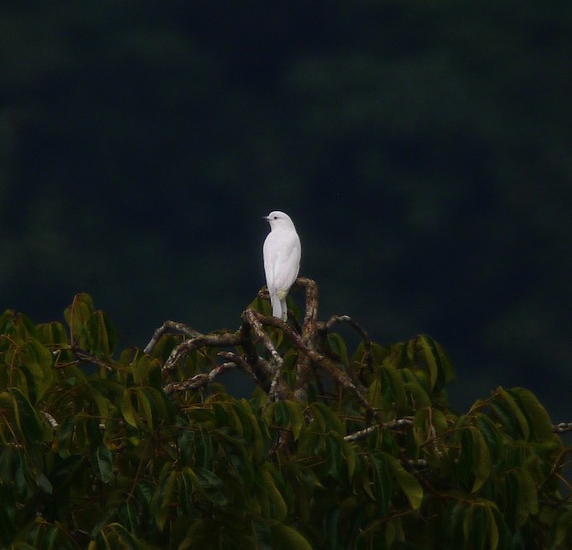 Black-tipped Cotinga eBird