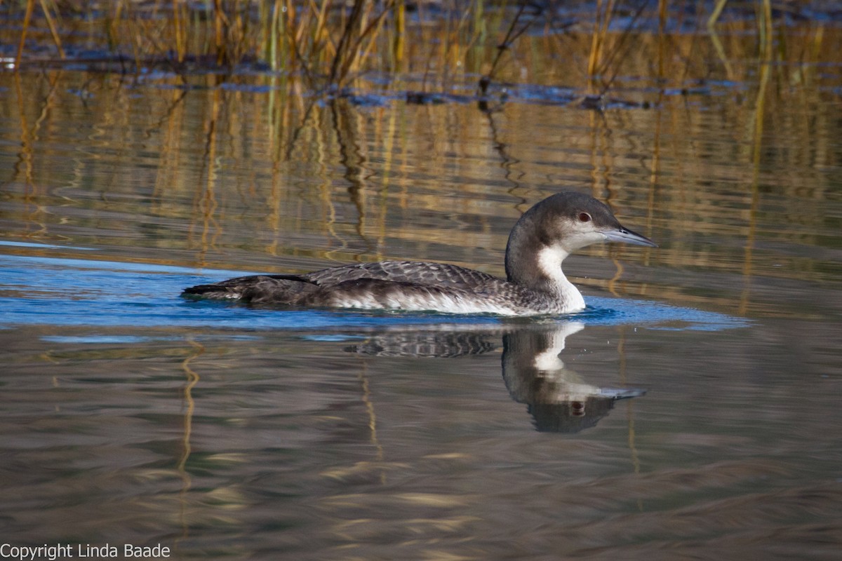 Pacific Loon - Gerry and Linda Baade