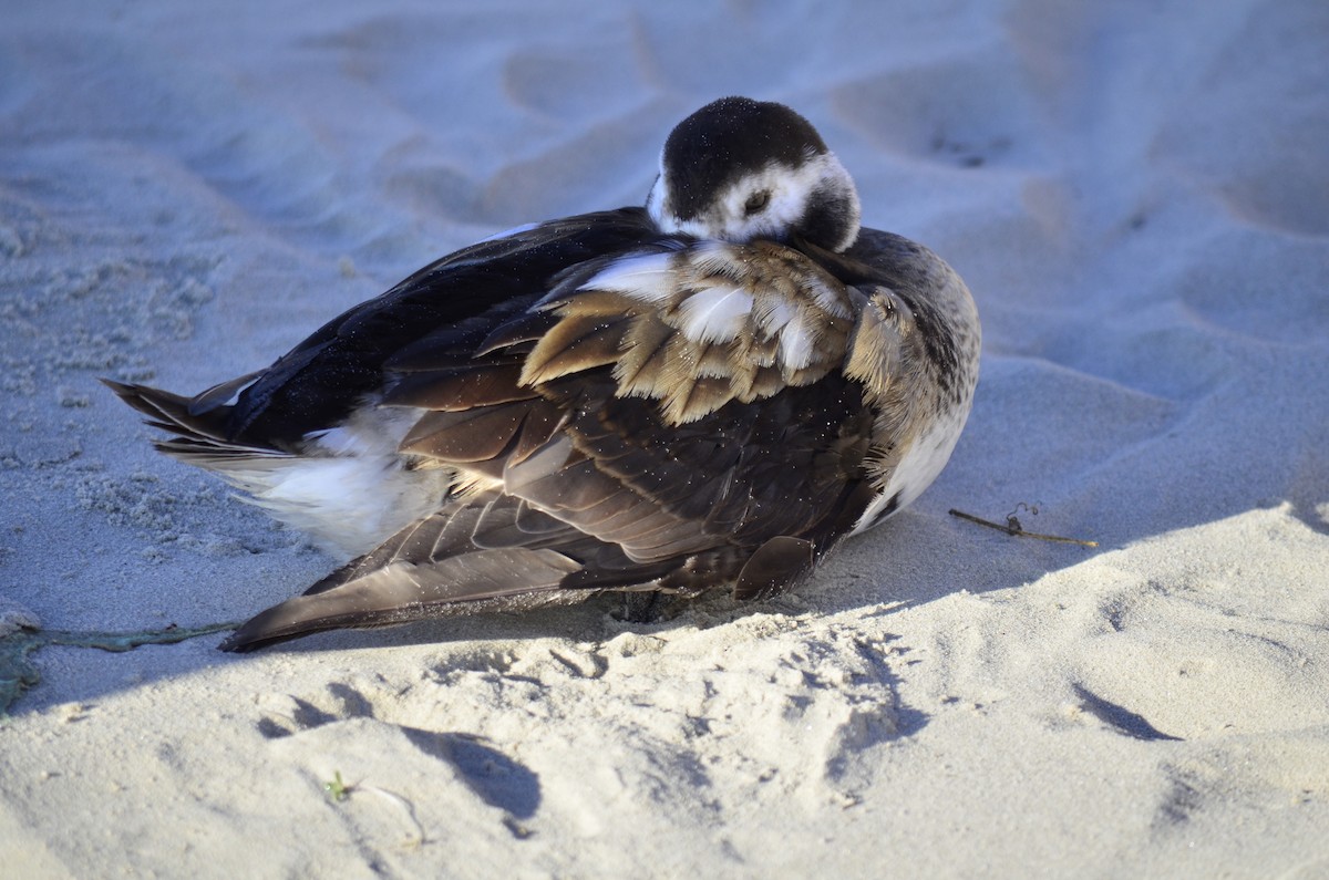 Long-tailed Duck - ML293119511