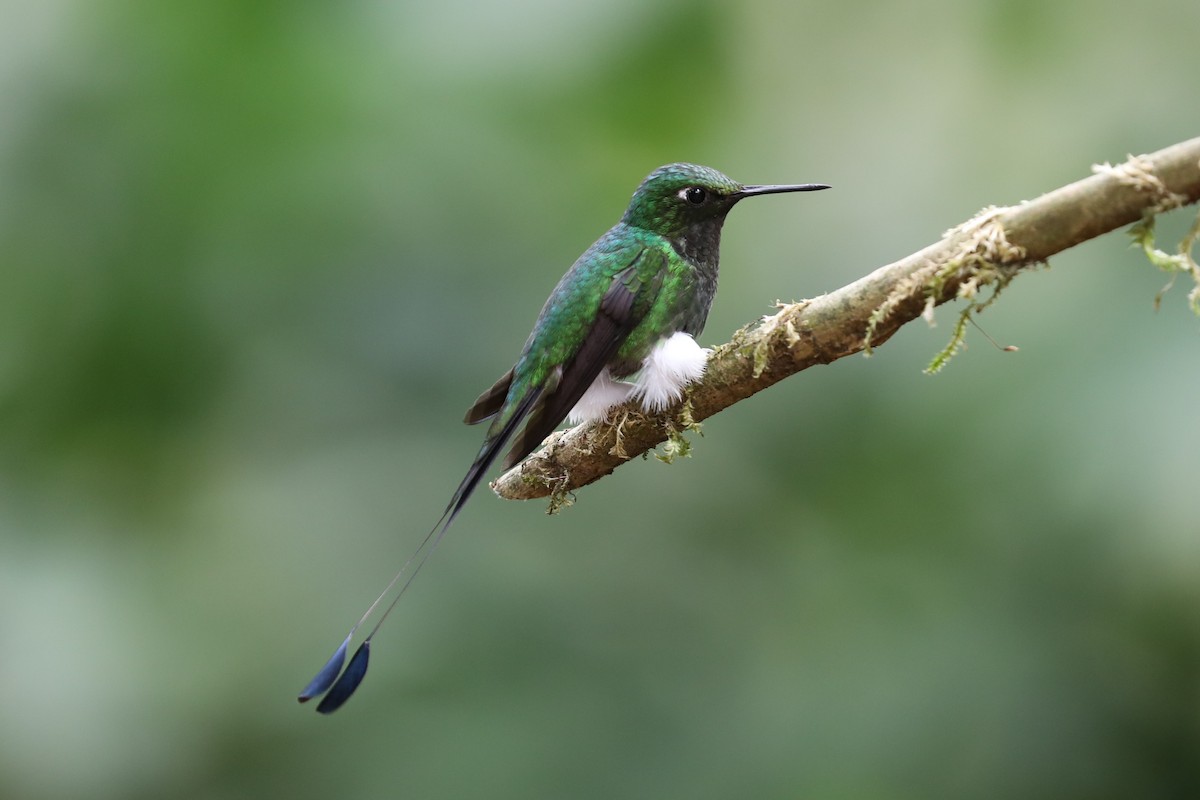 White-booted Racket-tail - ML293119751