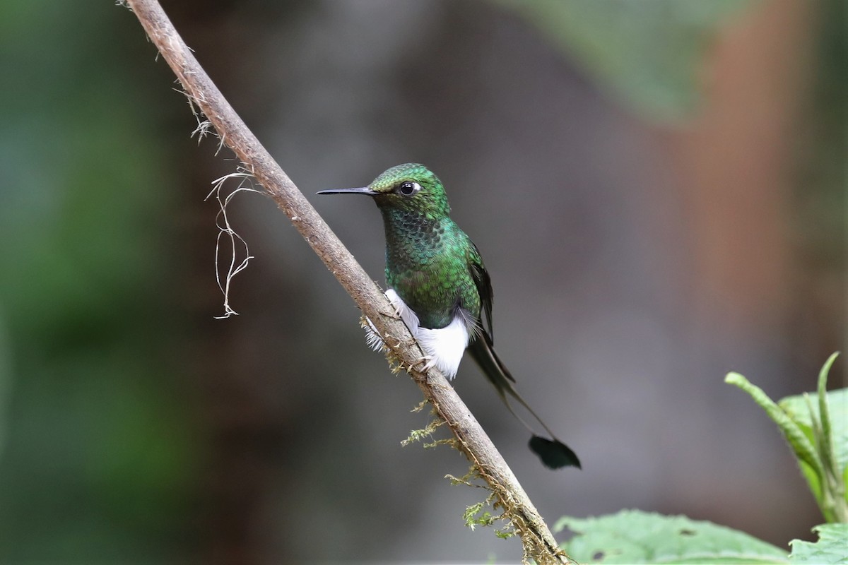 White-booted Racket-tail - ML293120221