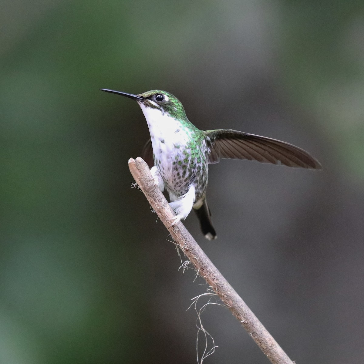White-booted Racket-tail - ML293120321