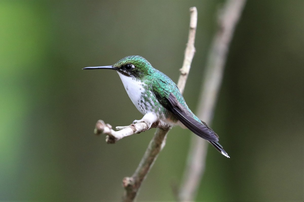 White-booted Racket-tail - ML293120431