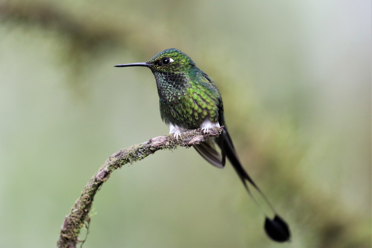 White-booted Racket-tail - ML293120531