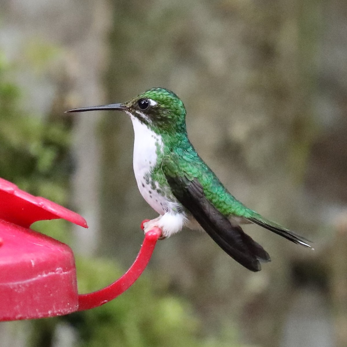 White-booted Racket-tail - ML293120681