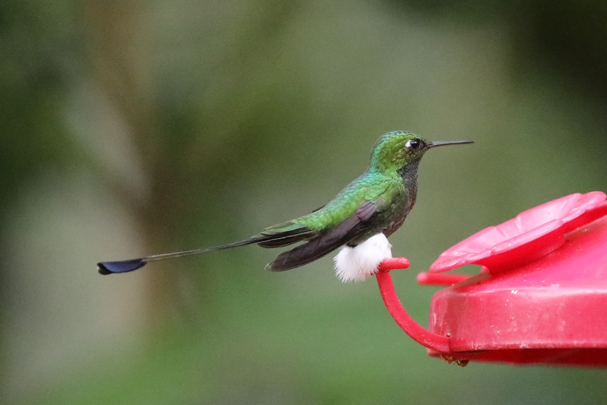 White-booted Racket-tail - Mjack  13