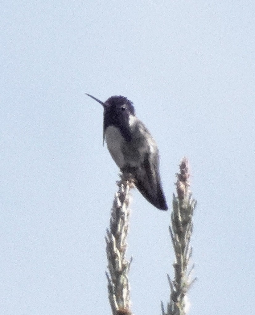 Costa's Hummingbird - ML29312181