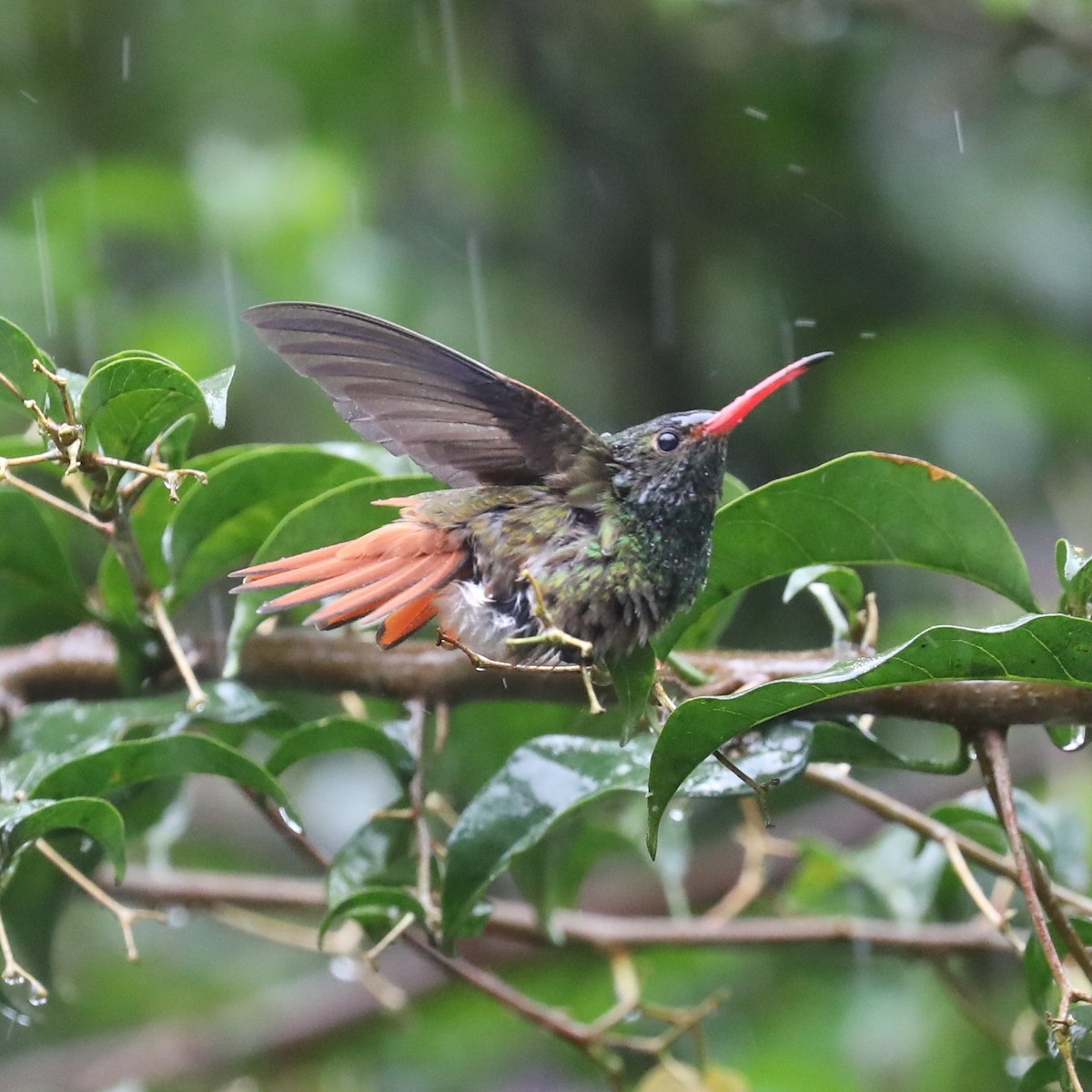 Rufous-tailed Hummingbird - ML293123481