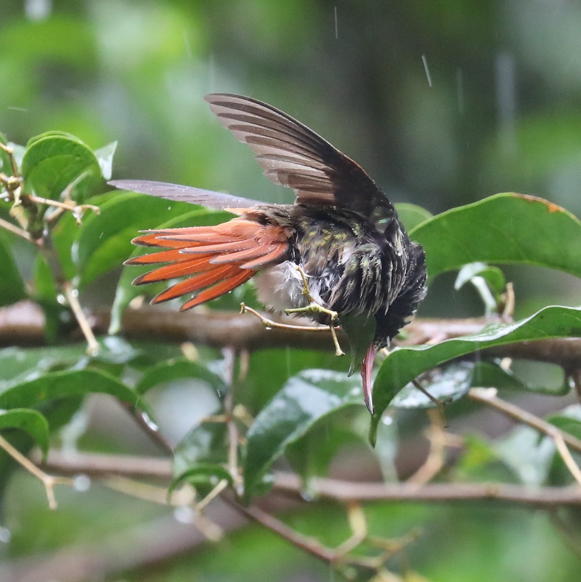 Rufous-tailed Hummingbird - ML293123571