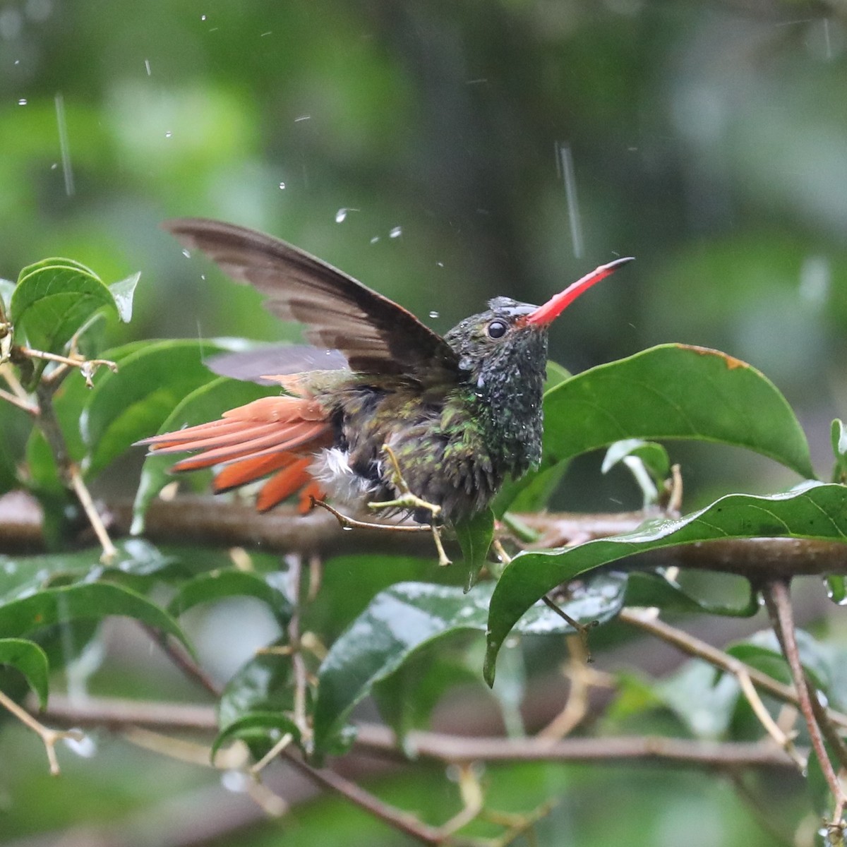 Rufous-tailed Hummingbird - ML293123631