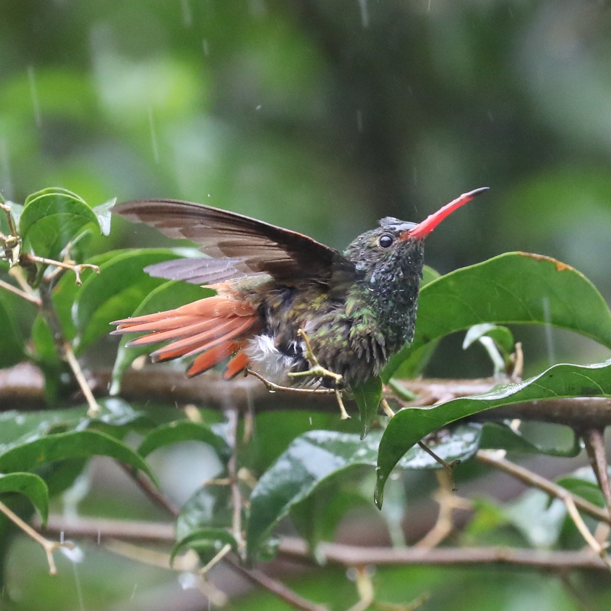 Rufous-tailed Hummingbird - ML293123691