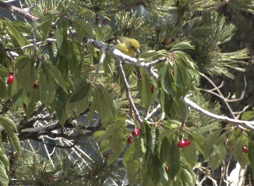 Western Tanager - ML29312371