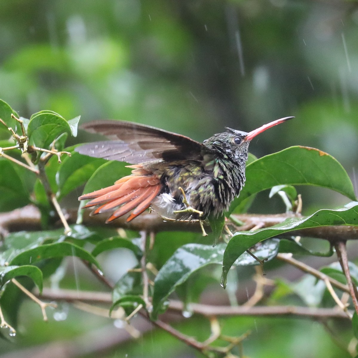 Rufous-tailed Hummingbird - ML293123721