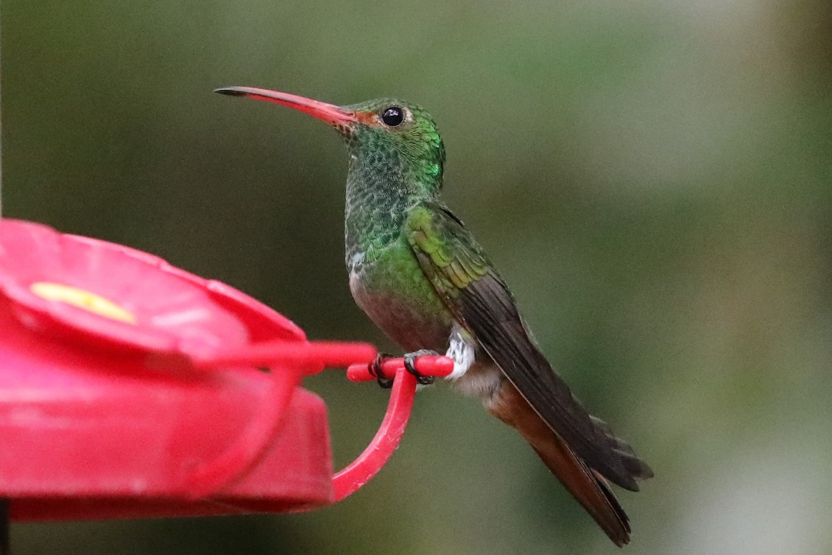 Rufous-tailed Hummingbird - ML293123931