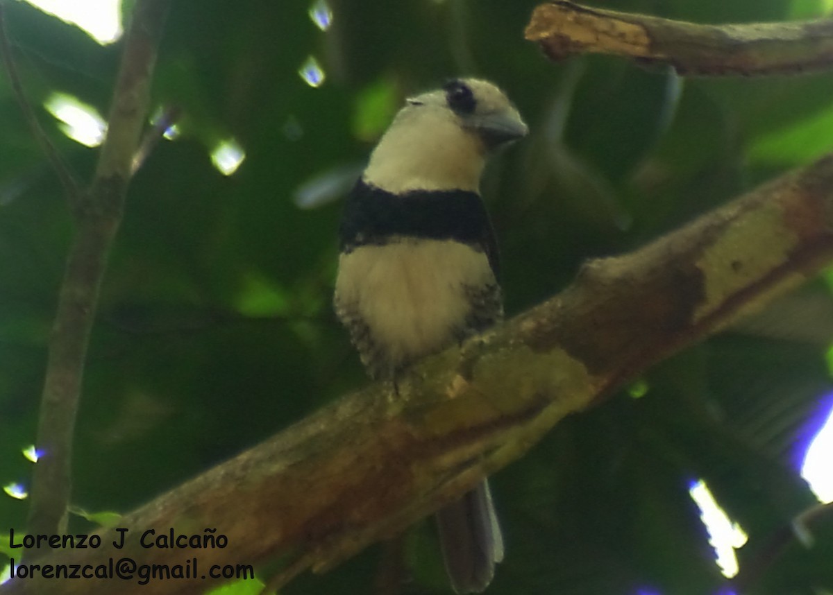 White-necked Puffbird - Lorenzo Calcaño
