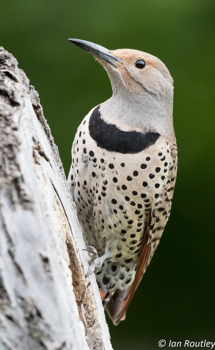 Northern Flicker (Red-shafted) - ML29312801