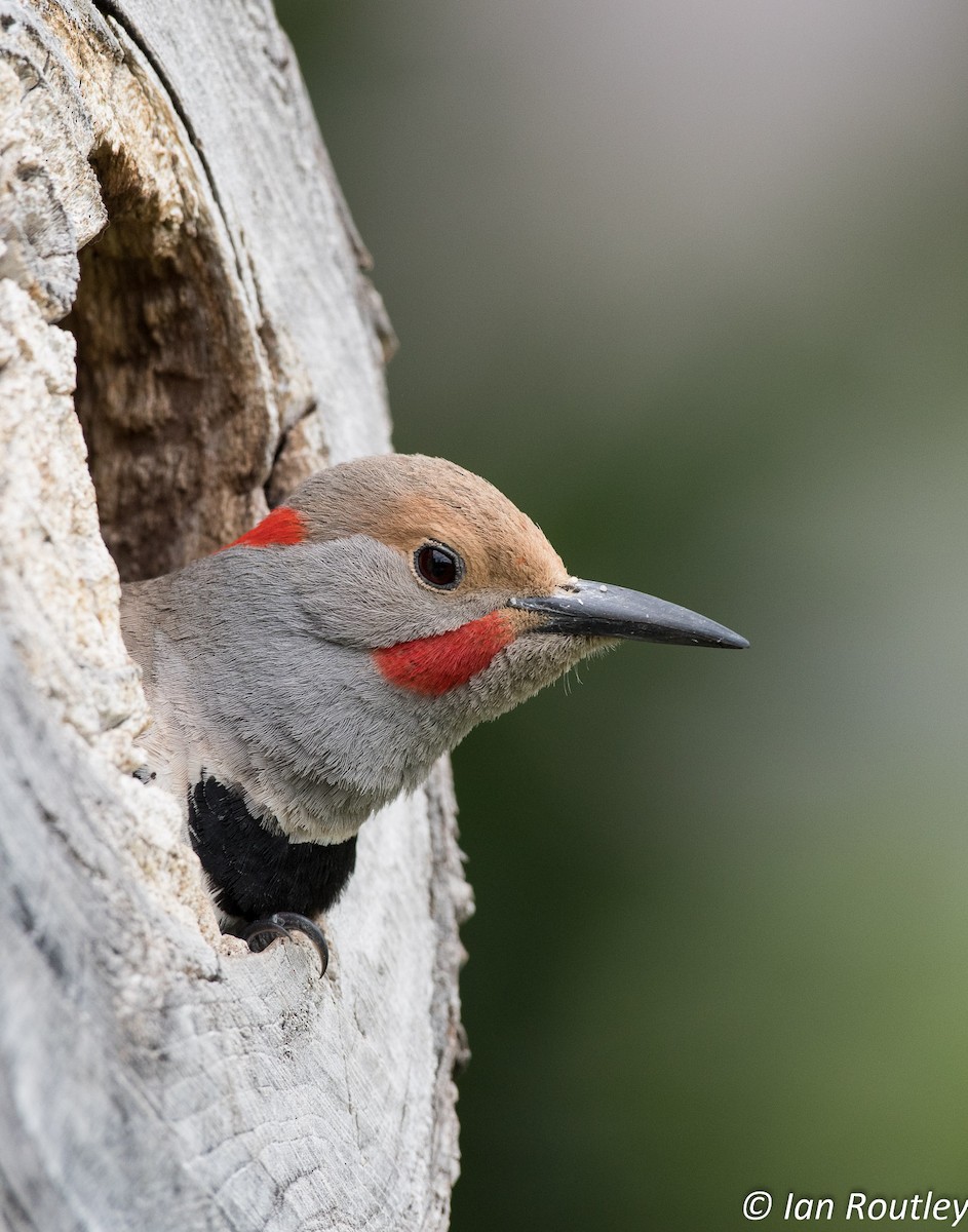 Northern Flicker (Yellow-shafted x Red-shafted) - ML29312861