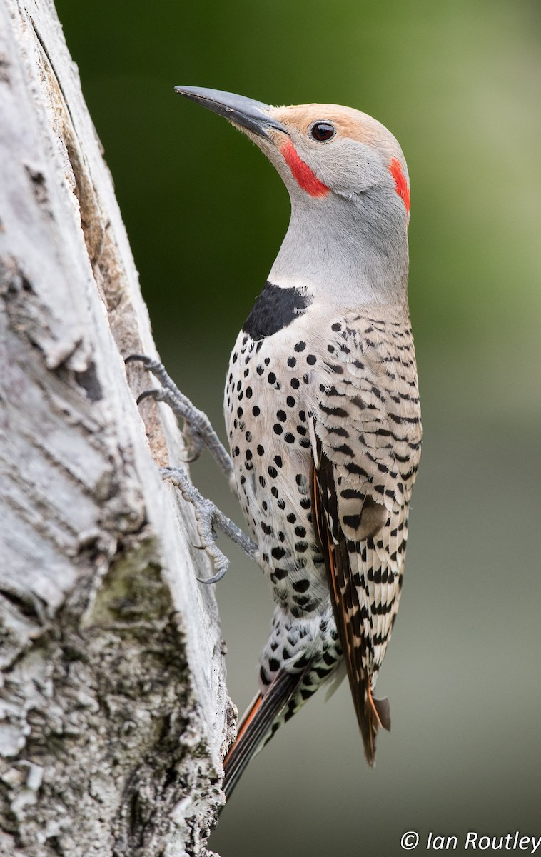 Northern Flicker (Yellow-shafted x Red-shafted) - ML29312871