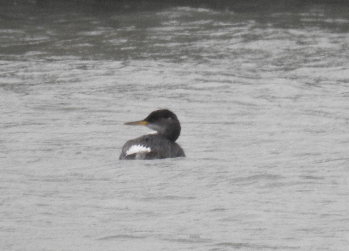 Red-necked Grebe - ML293129531