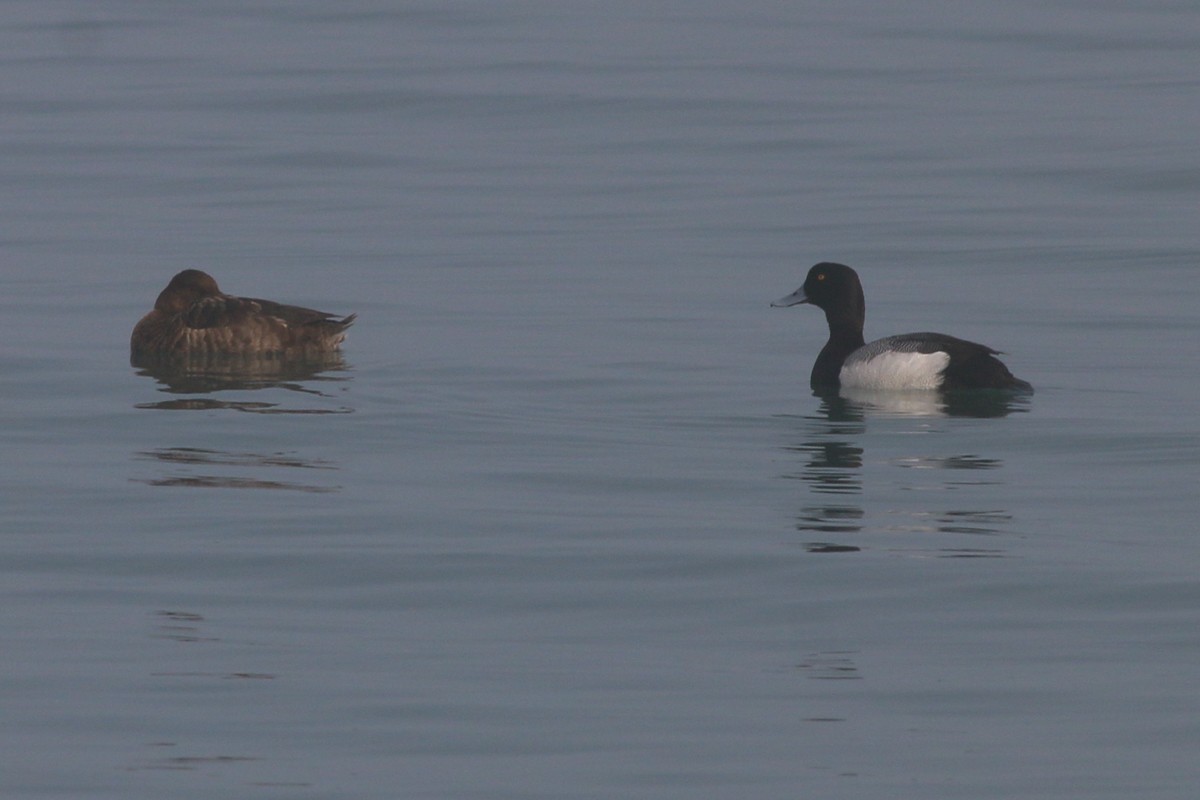 Greater Scaup - ML29312981