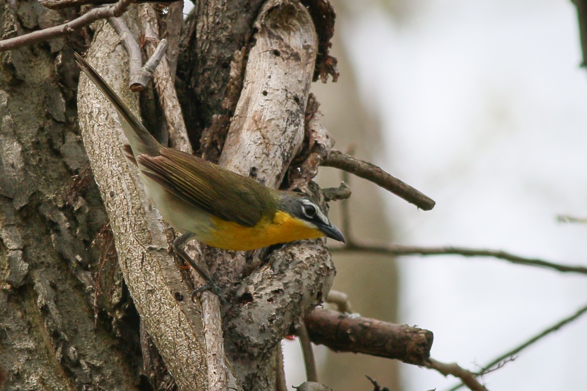 Yellow-breasted Chat - ML29313161
