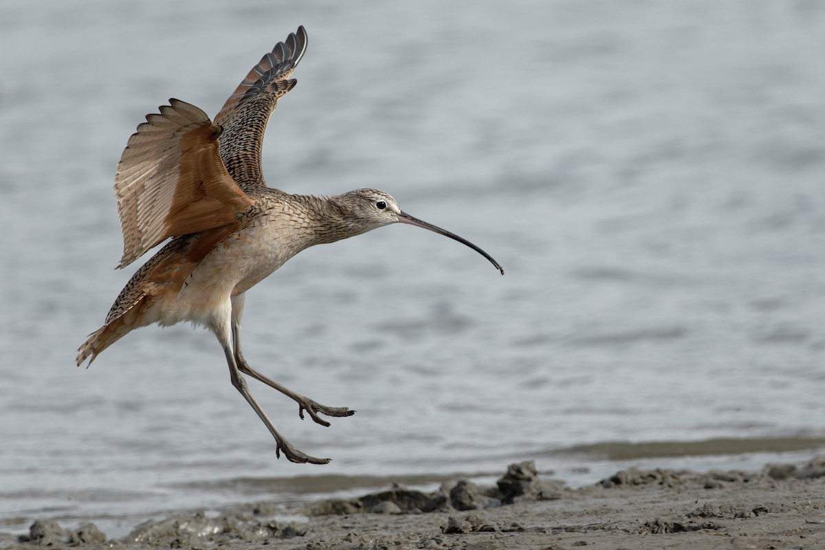 Long-billed Curlew - Bruce Tyler