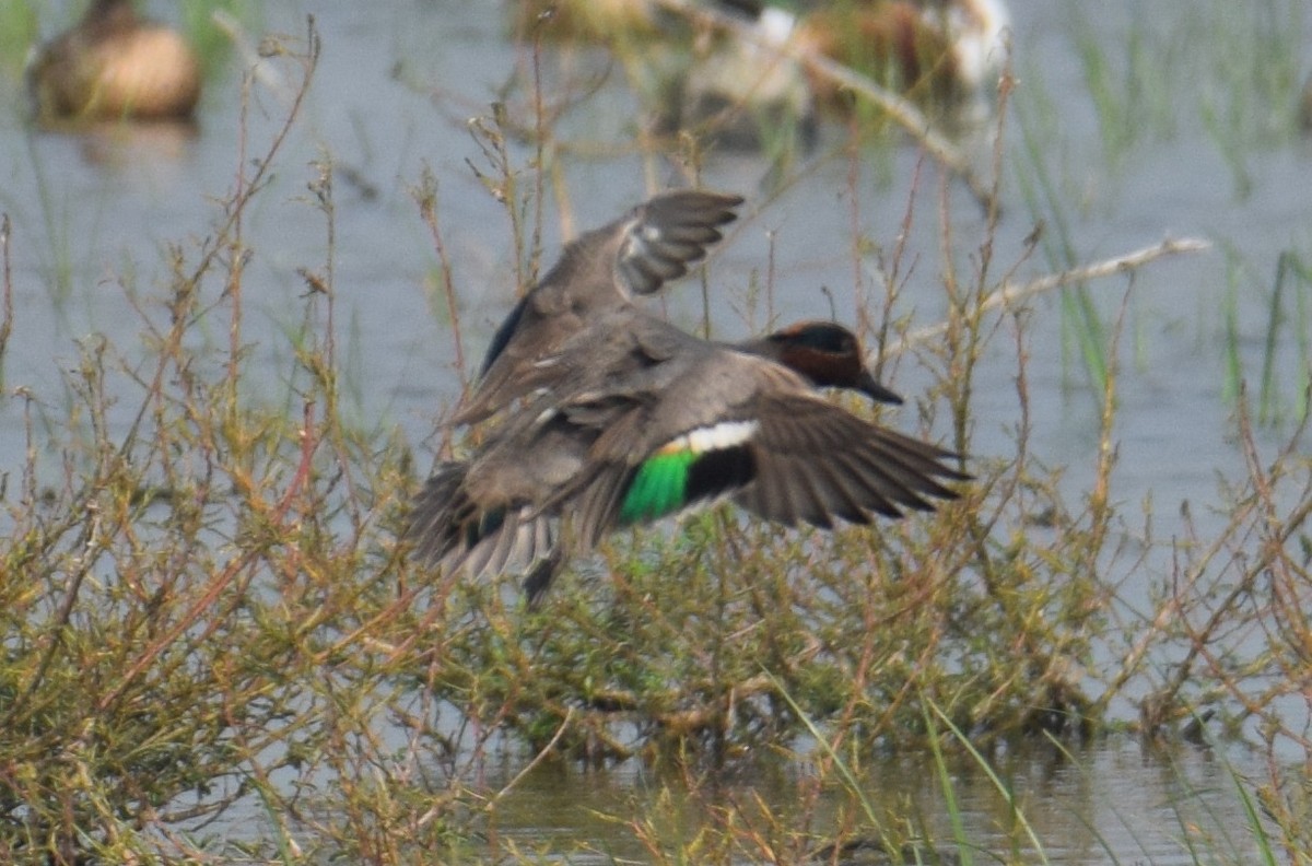 Green-winged Teal - ML293138131