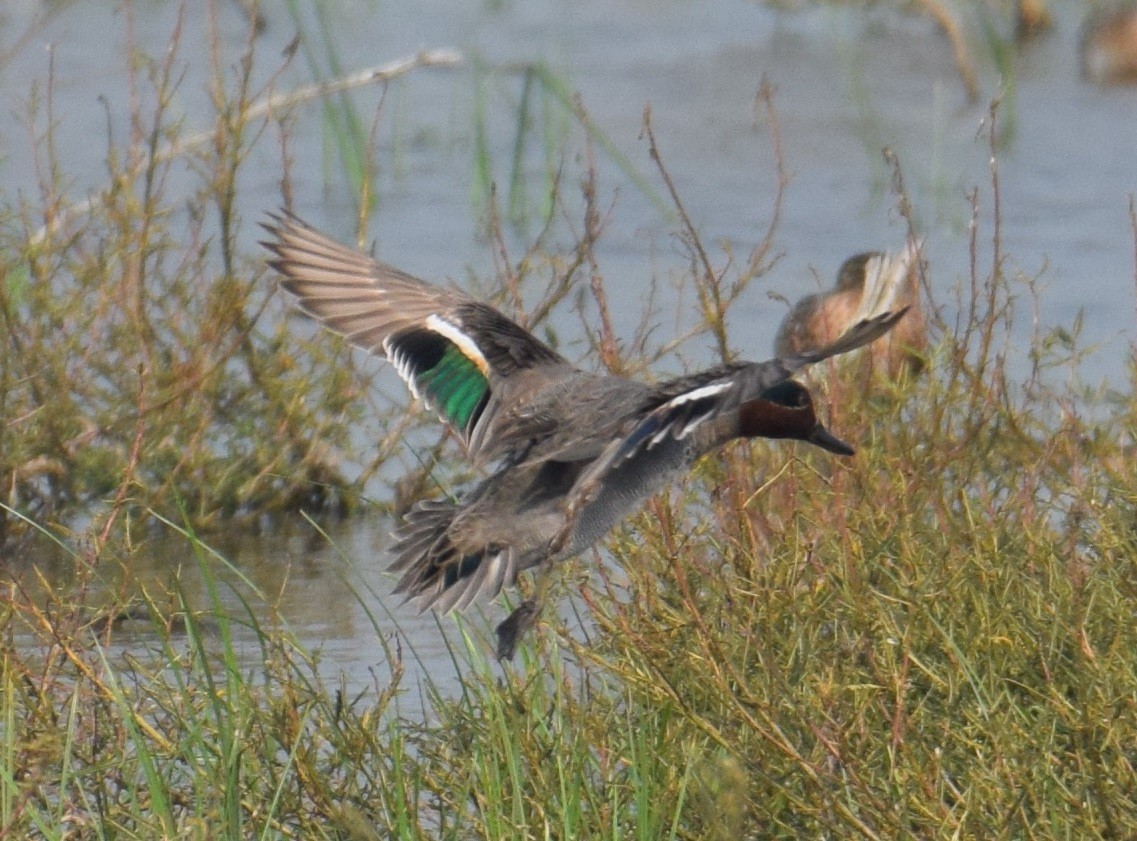 Green-winged Teal - ML293138141