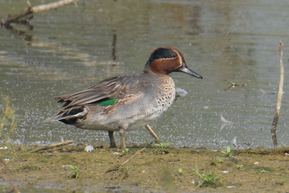 Green-winged Teal - ML293138151