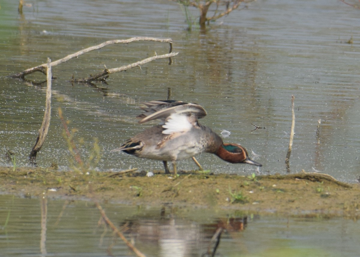 Green-winged Teal - ML293138181