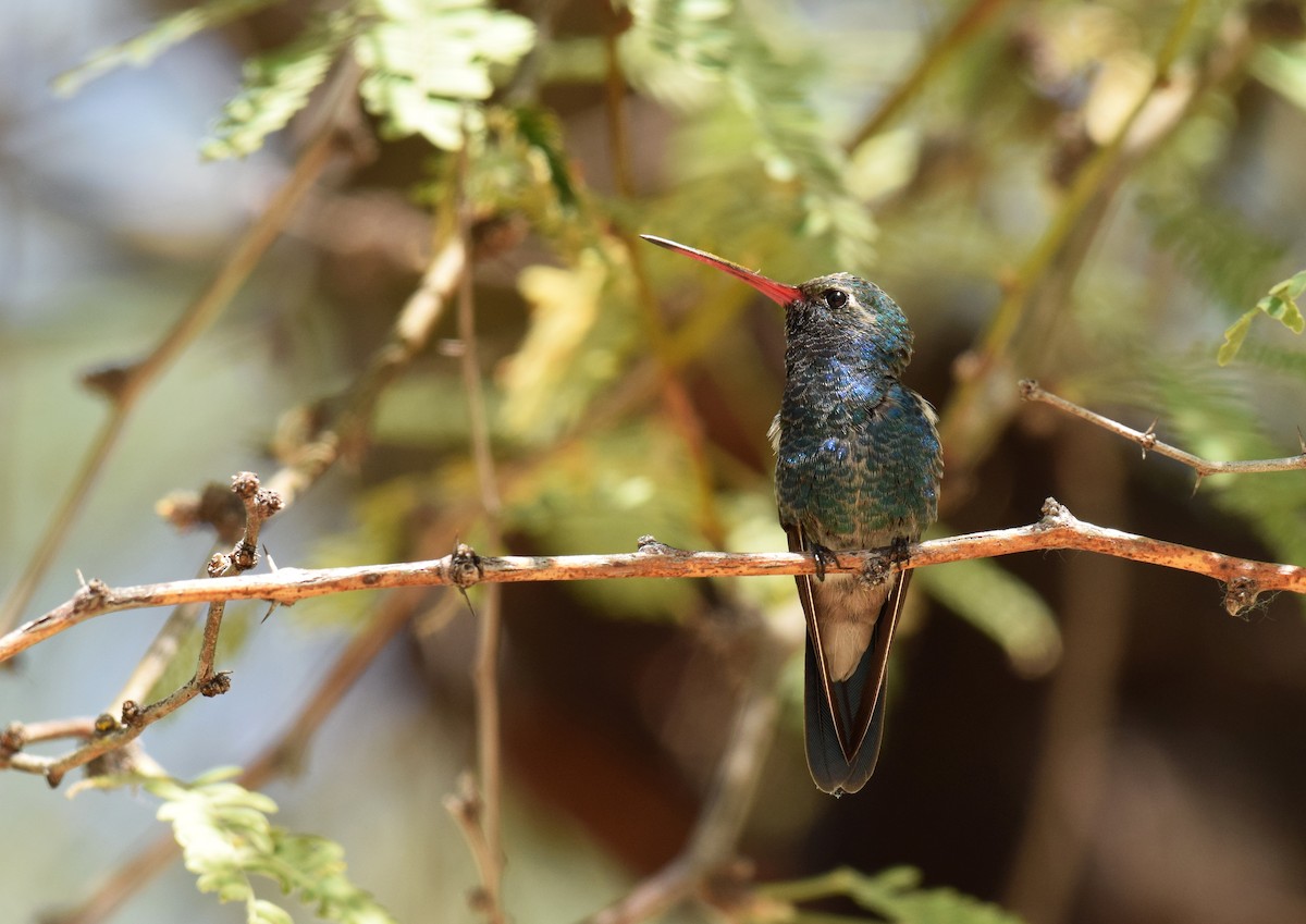 Broad-billed Hummingbird - Ryan O'Donnell