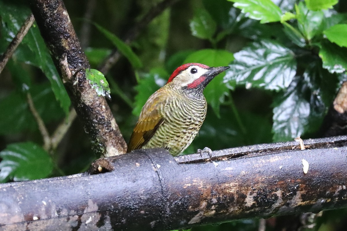 Golden-olive Woodpecker - Mjack  13